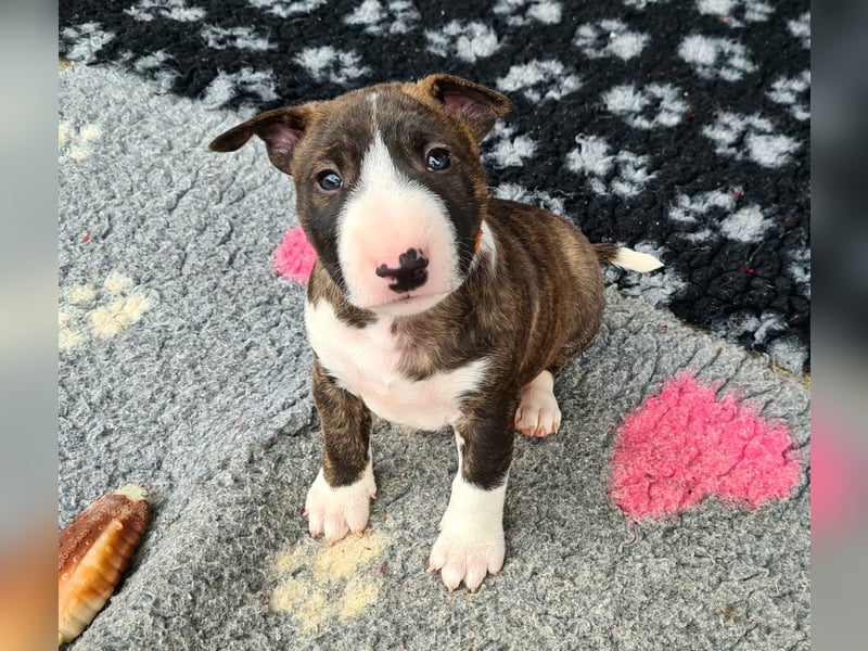 Miniature Bull Terrier Welpen Rüden  mit Ahnentafel
