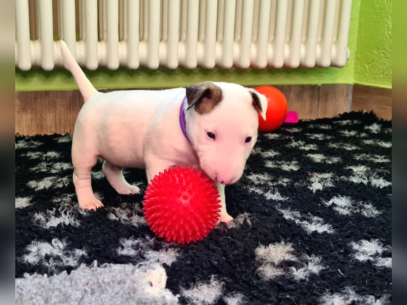 Miniature Bull Terrier Welpen Rüden  mit Ahnentafel