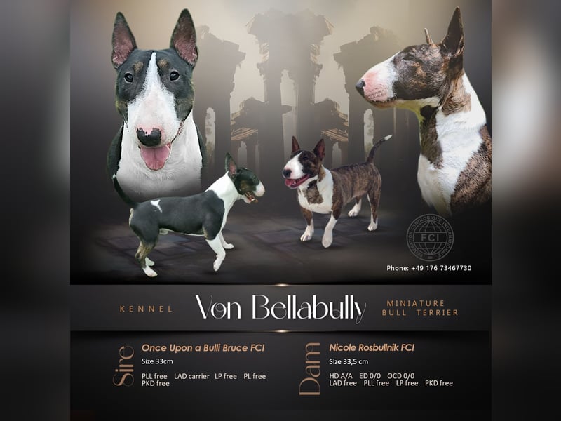 Miniature Bull Terrier Welpen Rüden  mit Ahnentafel