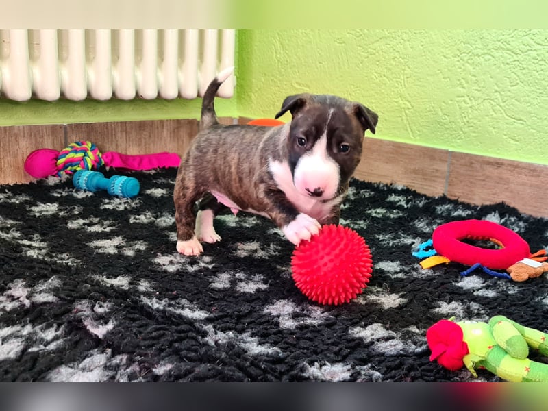Miniature Bull Terrier Welpen Rüden  mit Ahnentafel