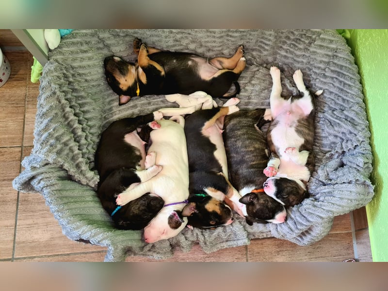 Miniature Bull Terrier Welpen Rüden  mit Ahnentafel