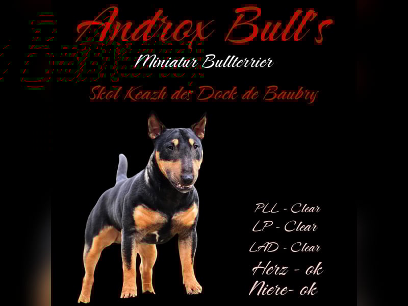 Miniatur Bullterrier Deckrüde- 34 cm !