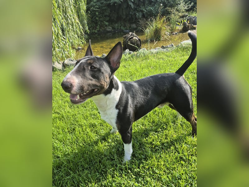 Miniatur Bullterrier Deckrüde Schmuckstück