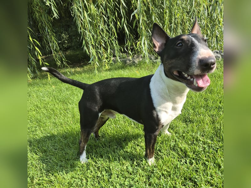 Miniatur Bullterrier Deckrüde Schmuckstück