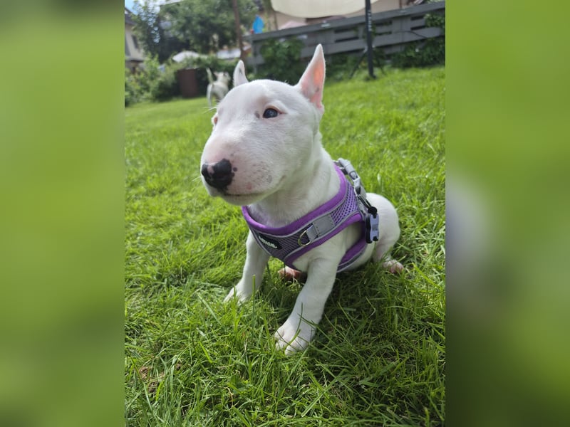 Miniatur Bullterrier Deckrüde Schmuckstück