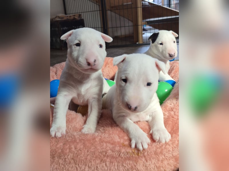 Miniatur Bullterrier Deckrüde Schmuckstück