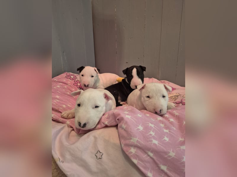 Miniatur Bullterrier Deckrüde Schmuckstück