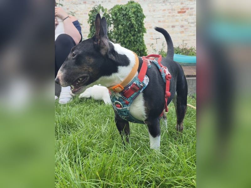 Miniatur Bullterrier Deckrüde Schmuckstück