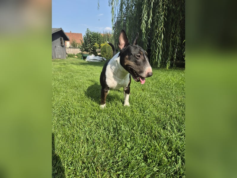Miniatur Bullterrier Deckrüde Schmuckstück