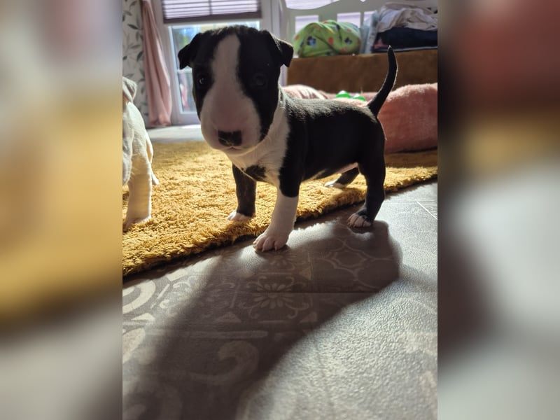 Miniatur Bullterrier Deckrüde Schmuckstück