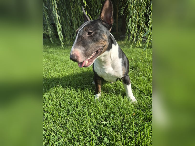 Miniatur Bullterrier Deckrüde Schmuckstück