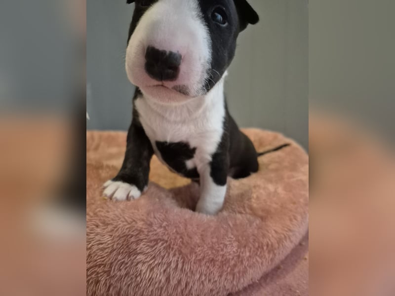 Miniatur Bullterrier Deckrüde Schmuckstück