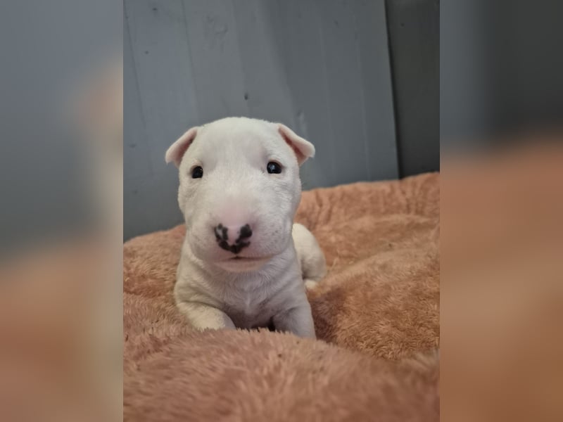 Miniatur Bullterrier Deckrüde Schmuckstück
