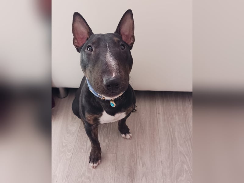Traumhafter Miniatur Bullterrier Deckrüde 32cm mit Ahnentafel