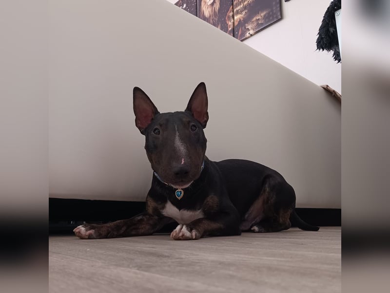Traumhafter Miniatur Bullterrier Deckrüde 32cm mit Ahnentafel
