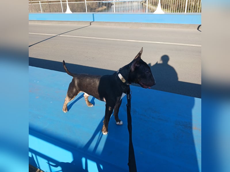 Traumhafter Miniatur Bullterrier Deckrüde 32cm mit Ahnentafel