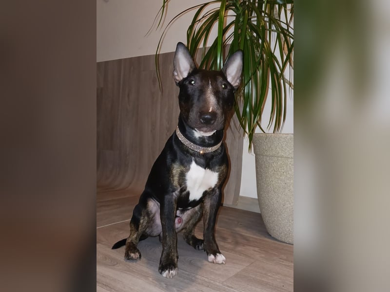 Traumhafter Miniatur Bullterrier Deckrüde 32cm mit Ahnentafel