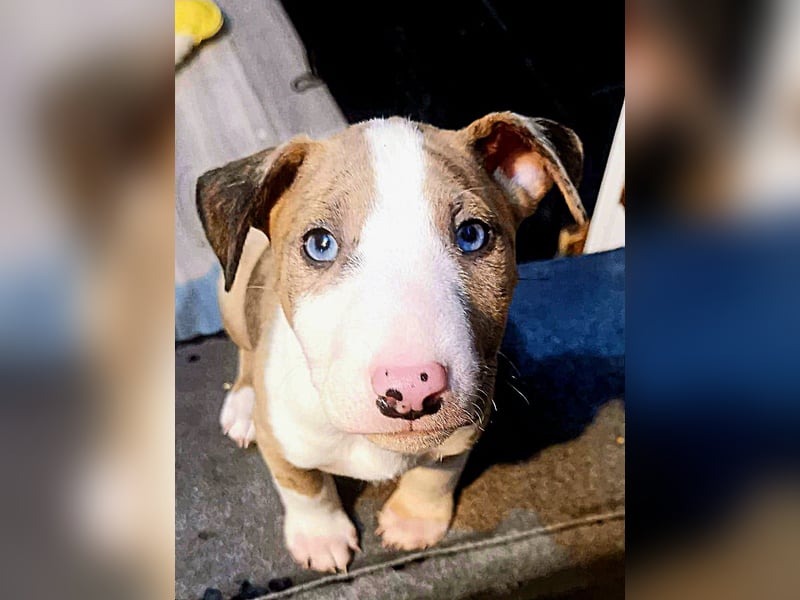 Mini bullterrier - Australian shepherd mix welpen
