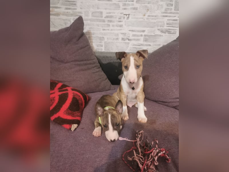 Mini bullterrier - Australian shepherd mix welpen