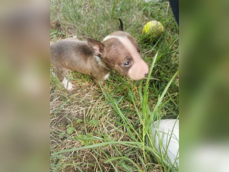 Mini bullterrier - Australian shepherd mix welpen