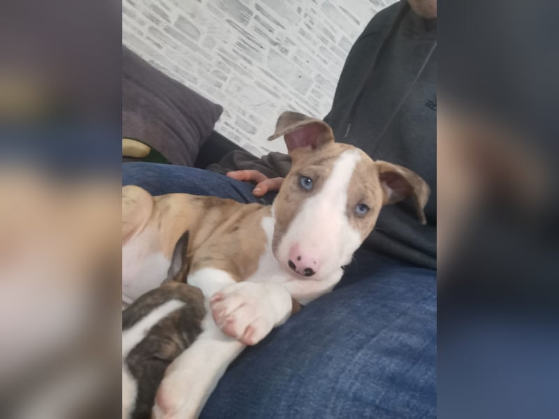 Mini bullterrier - Australian shepherd mix welpen