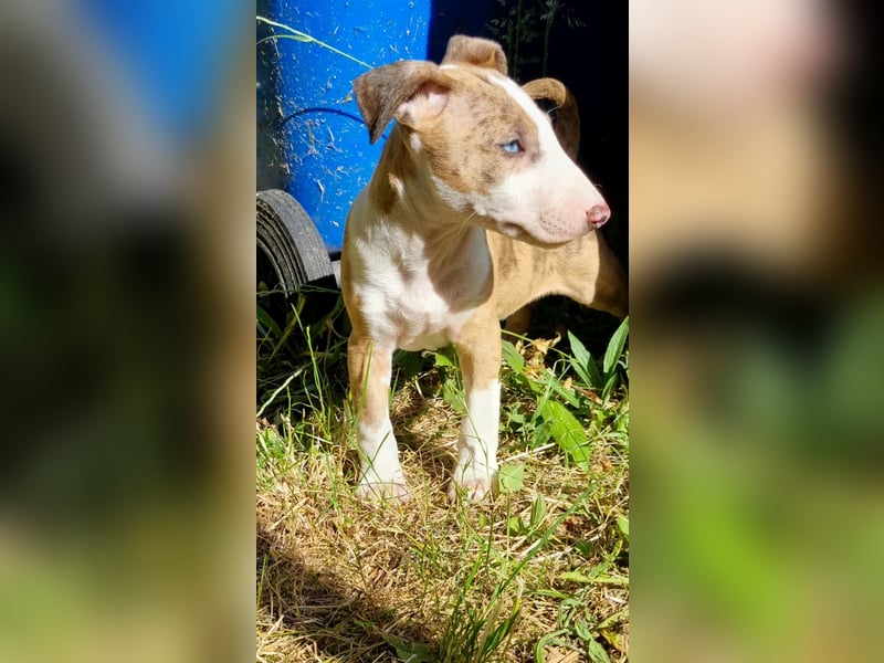 Miniature Bullterrier-Australian shepherd mix