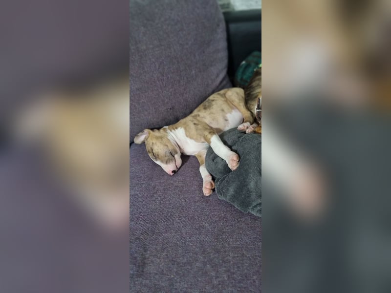 Miniature Bullterrier-Australian shepherd mix