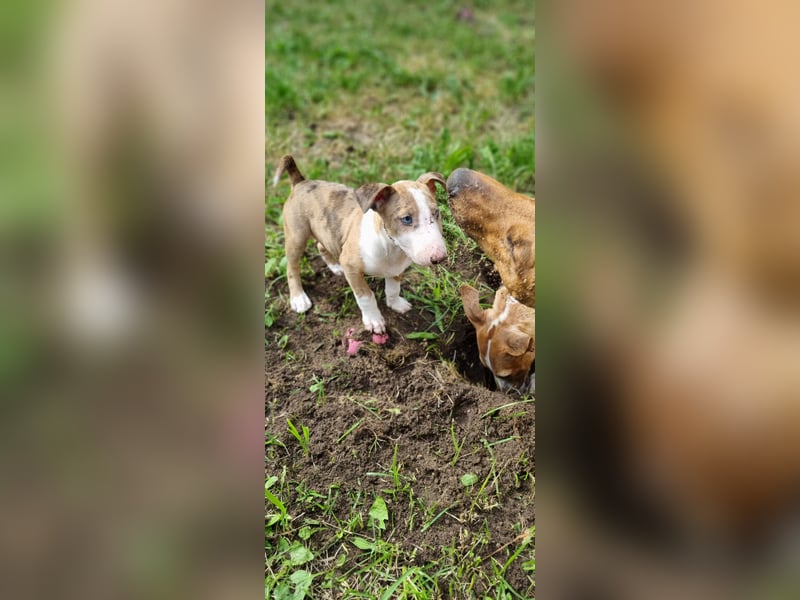 Miniature Bullterrier-Australian shepherd mix
