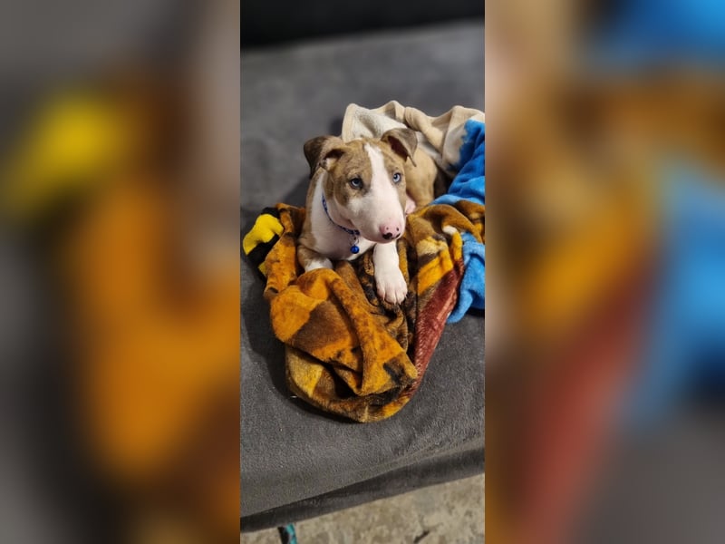 Miniature Bullterrier-Australian shepherd mix