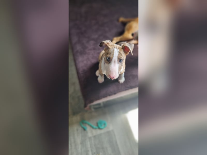Miniature Bullterrier-Australian shepherd mix