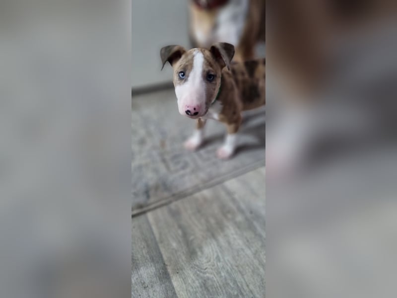 Miniature Bullterrier-Australian shepherd mix