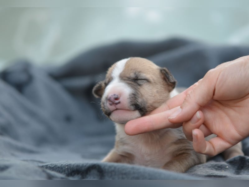Miniatur-Bullterrier-Welpe zu verkaufen!