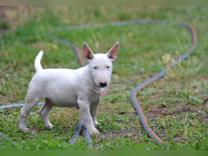 Miniatur-Bullterrier-Welpe zu verkaufen!