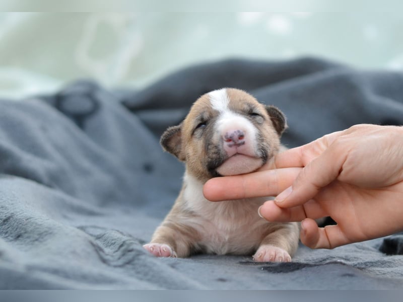 Miniatur-Bullterrier-Welpe zu verkaufen!