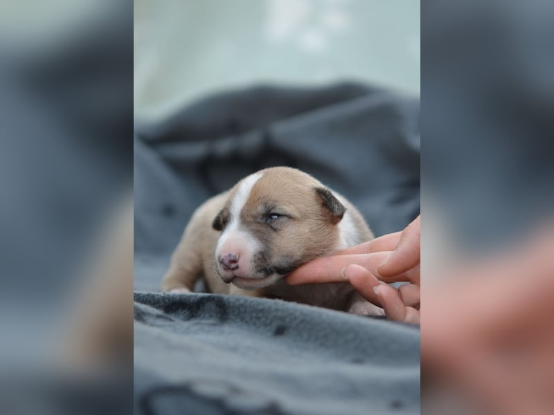Miniatur-Bullterrier-Welpe zu verkaufen!