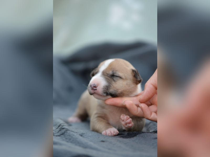Miniatur-Bullterrier-Welpe zu verkaufen!