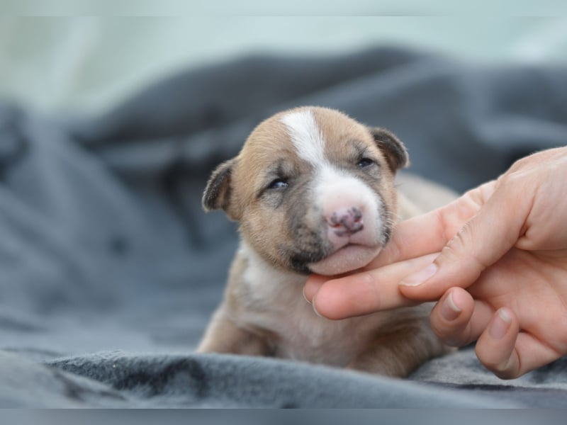 Miniatur-Bullterrier-Welpe zu verkaufen!