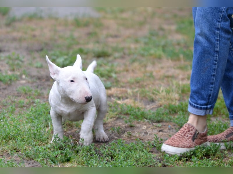 Miniatur-Bullterrier-Welpe zu verkaufen!