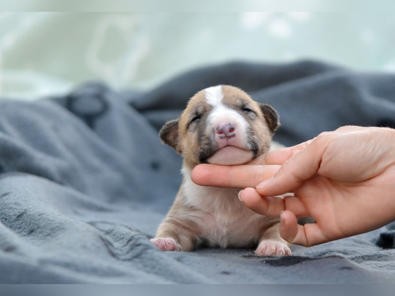 Miniatur-Bullterrier-Welpe zu verkaufen!