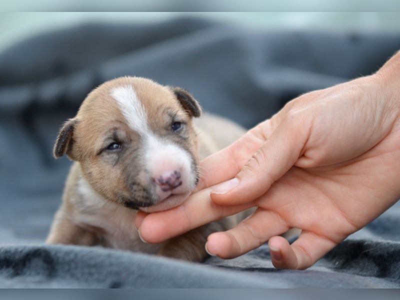 Miniatur-Bullterrier-Welpe zu verkaufen!