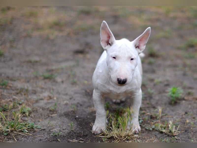 Miniatur-Bullterrier-Welpe zu verkaufen!