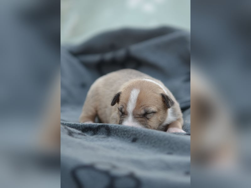 Miniatur-Bullterrier-Welpe zu verkaufen!