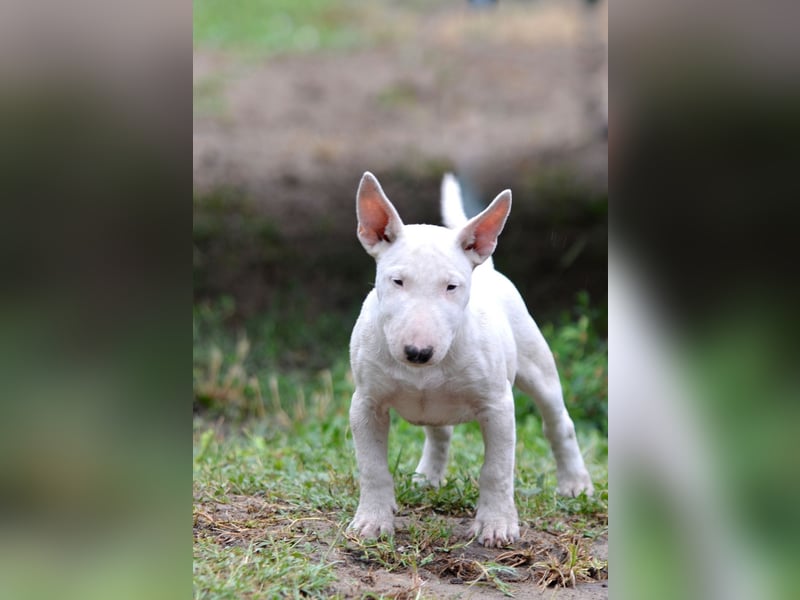Miniatur-Bullterrier-Welpe zu verkaufen!