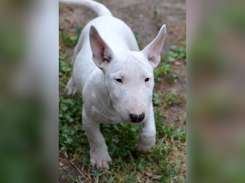 Miniatur-Bullterrier-Welpe zu verkaufen!