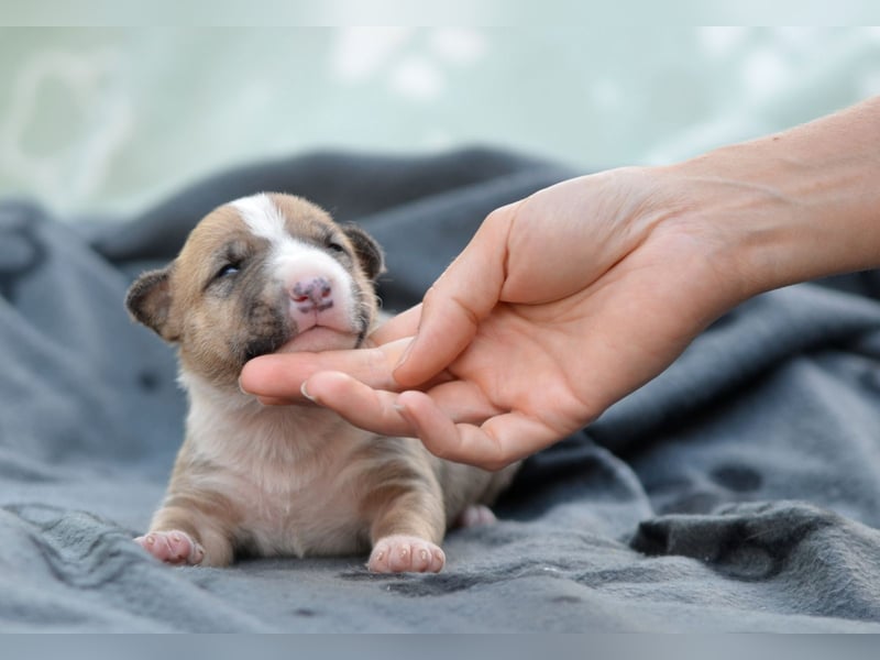 Miniatur-Bullterrier-Welpe zu verkaufen!