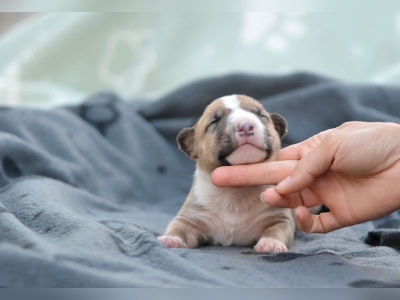 Miniatur-Bullterrier-Welpe zu verkaufen!