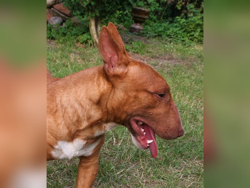 Deckrüde Miniatur Bullterrier decken Mini Bull Terrier