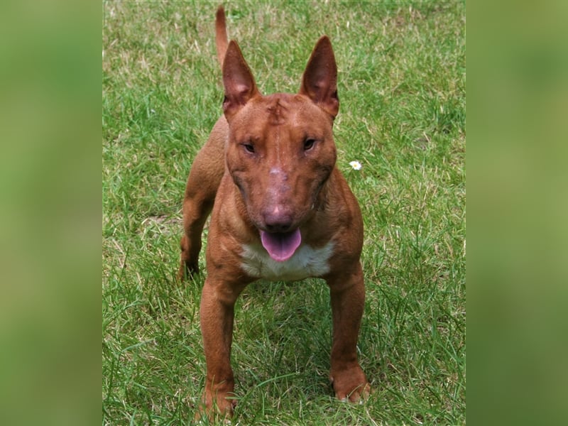 Deckrüde Miniatur Bullterrier decken Mini Bull Terrier