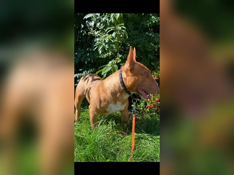 Deckrüde Miniatur Bullterrier decken Mini Bull Terrier