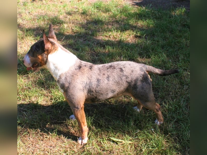 Deckrüde Miniatur Bullterrier decken Mini Bull Terrier